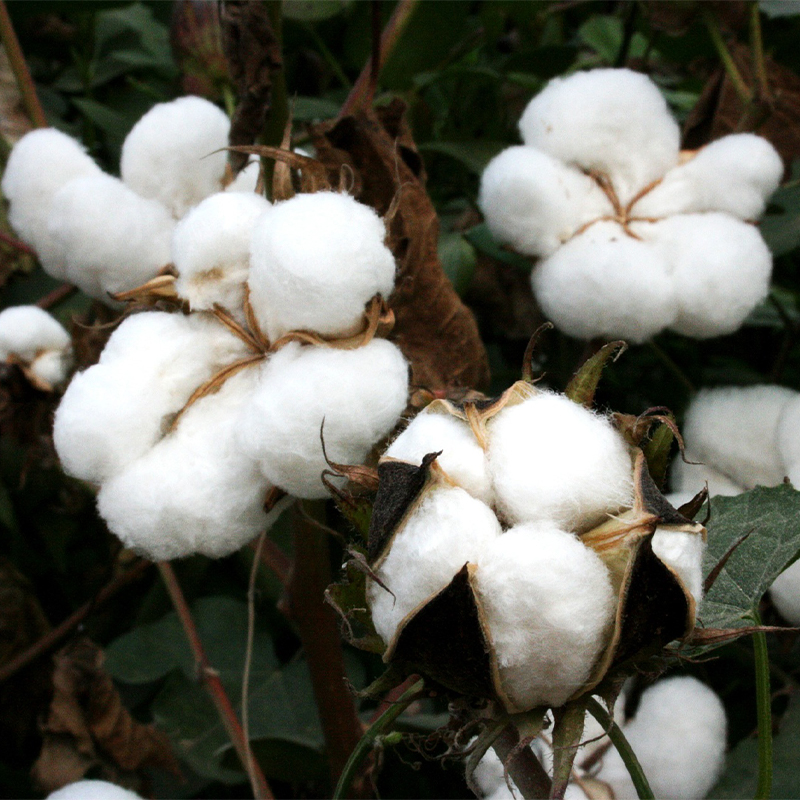 Combed Cotton Blended Yarn