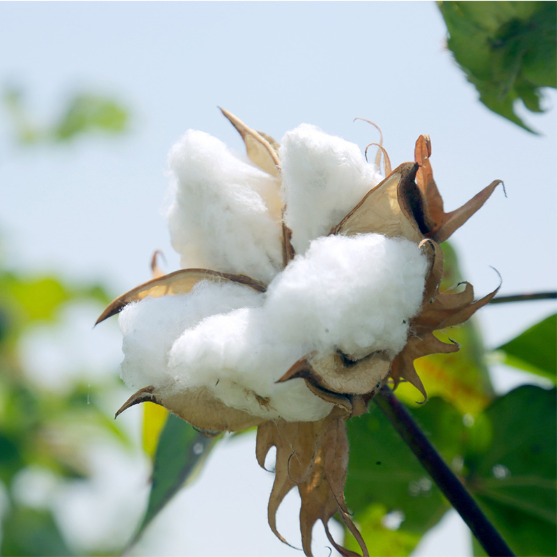 Combed Cotton Blended Yarn