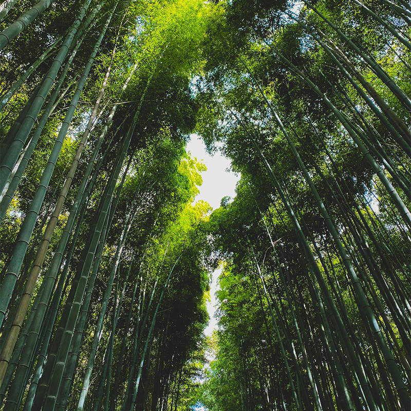 Bamboo Yarn: The Natural Choice for Antibacterial Protection