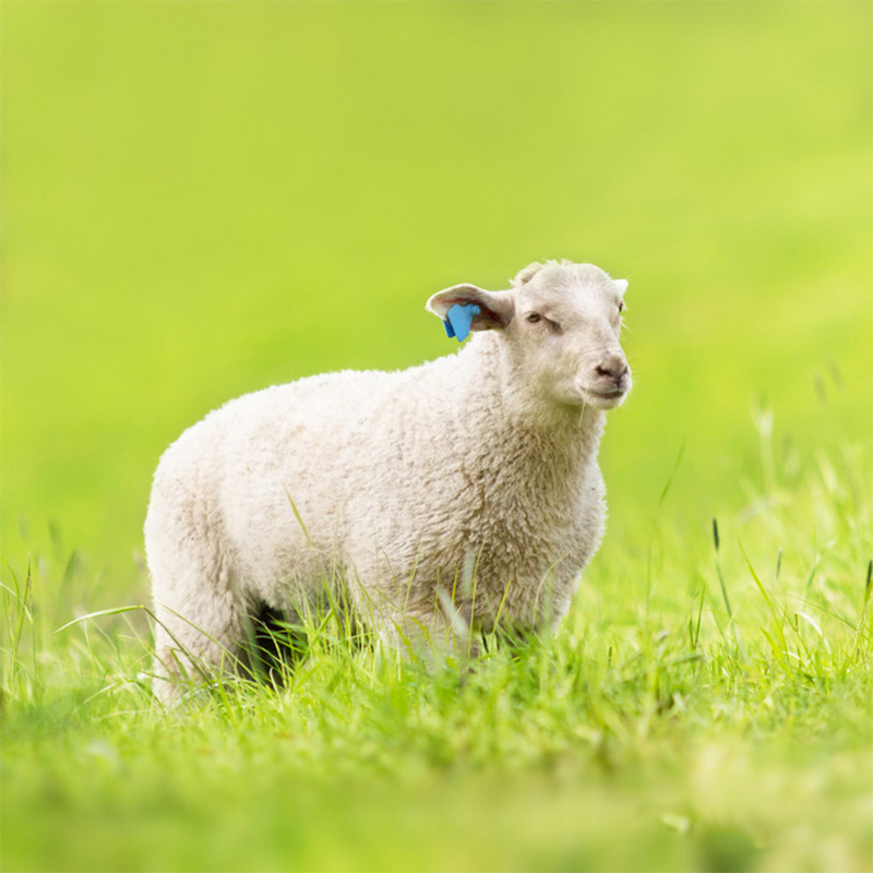 Stay Cozy with Wool Blended Yarn: Embrace Unmat...